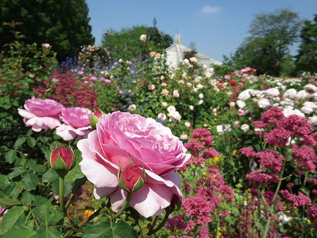 公社 日本アロマ環境協会 アロマのイベント セミナー バラの香りを楽しむ庭 四季の香ローズガーデン